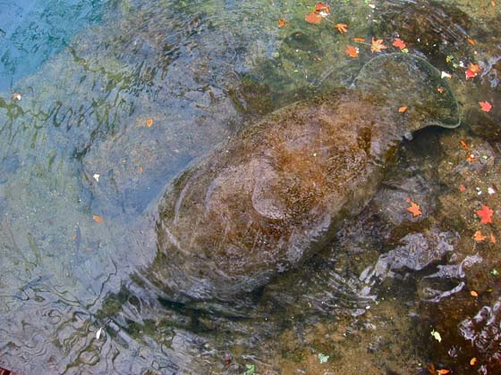 Manatees are often barely noticeale from above the surface 
 They blend in almost perfectly with the riverbed